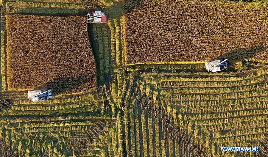 CHINA-HEBEI-HARVEST-AERIAL VIEW(CN)