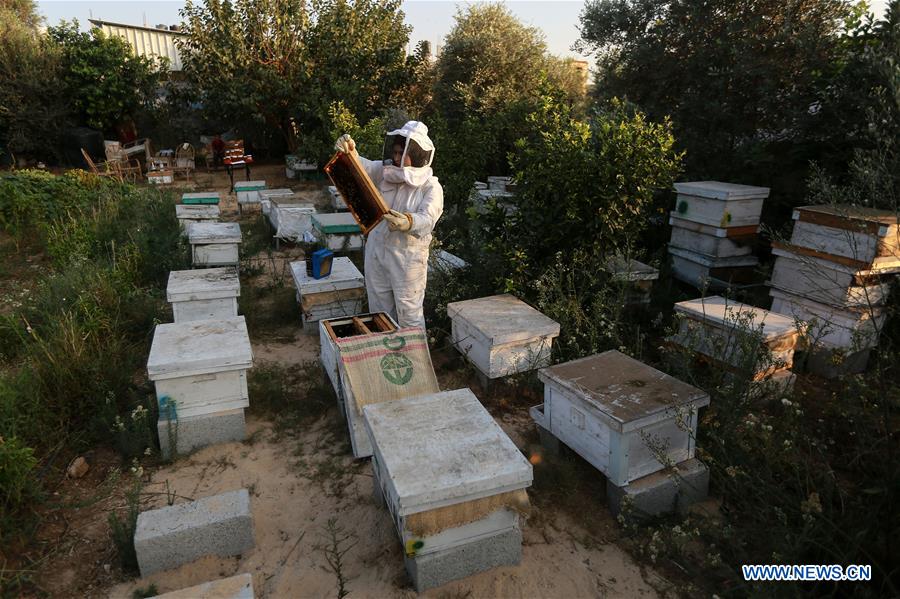 MIDEAST-GAZA-BEEKEEPER