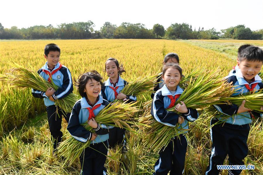 CHINA-ZHEJIANG-HUZHOU-PADDY RICE-HARVEST (CN)