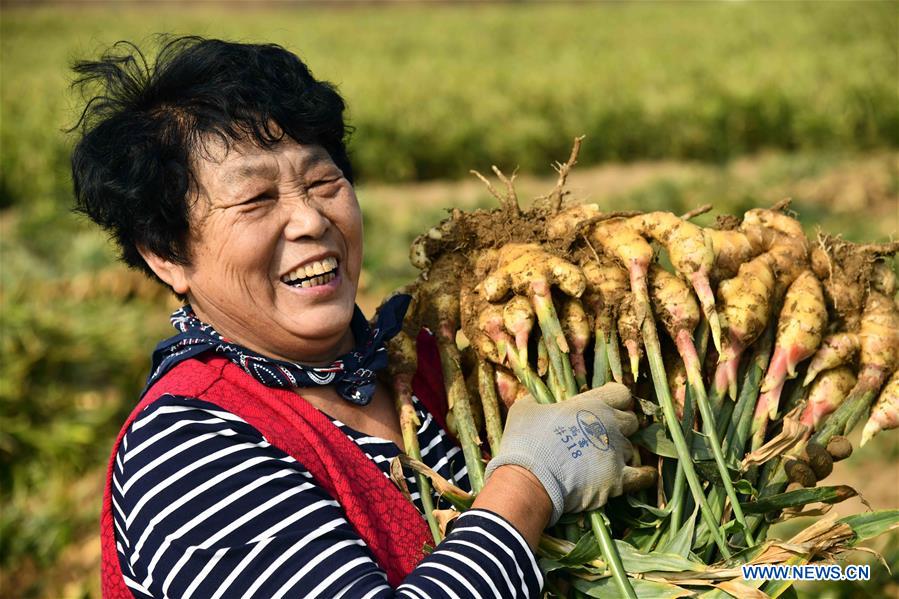 CHINA-SHANDONG-RUSHAN-GINGER HARVEST (CN)