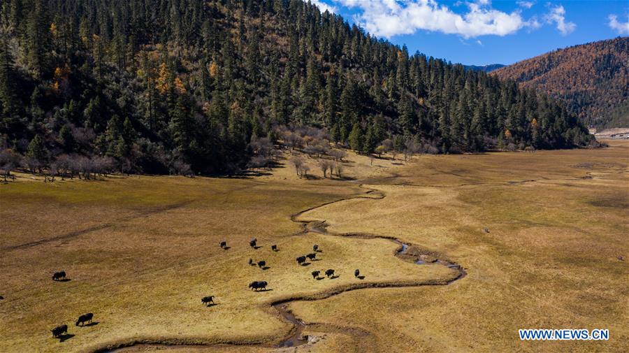 CHINA-YUNNAN-SHANGRI-LA-POTATSO NATIONAL PARK-AUTUMN SCENERY (CN)