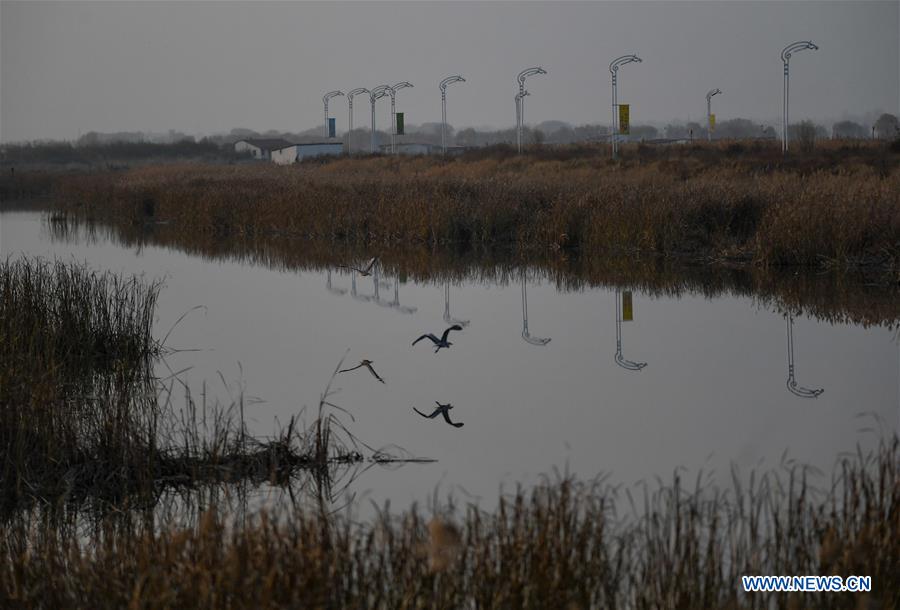 CHINA-INNER MONGOLIA-HOHHOT-HASUHAI WETLAND-AUTUMN SCENERY (CN)