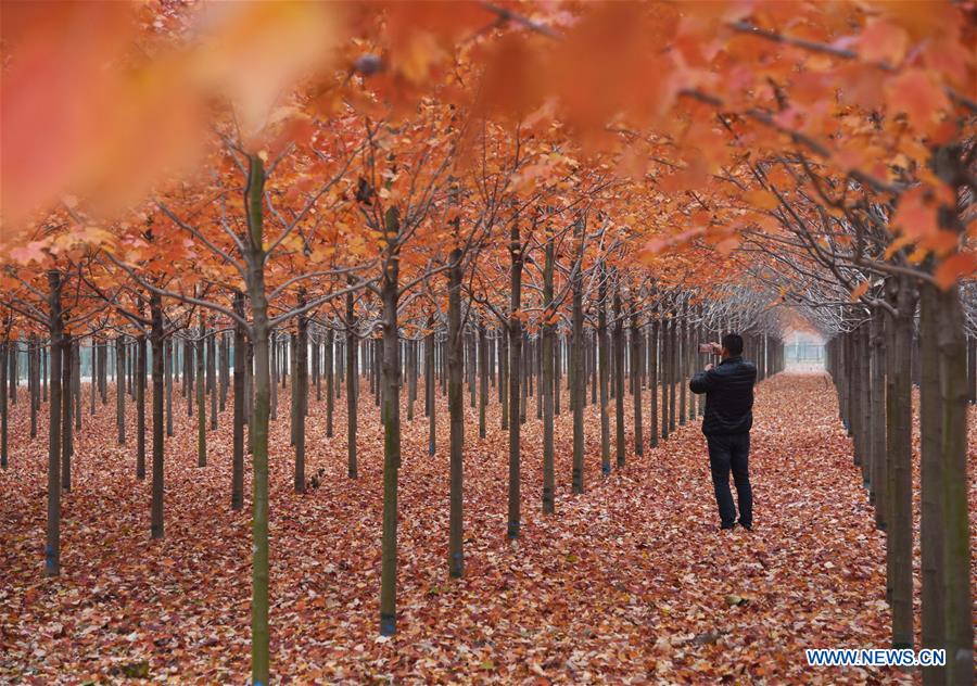 CHINA-SHANDONG-RIZHAO-MAPLE TREES (CN)