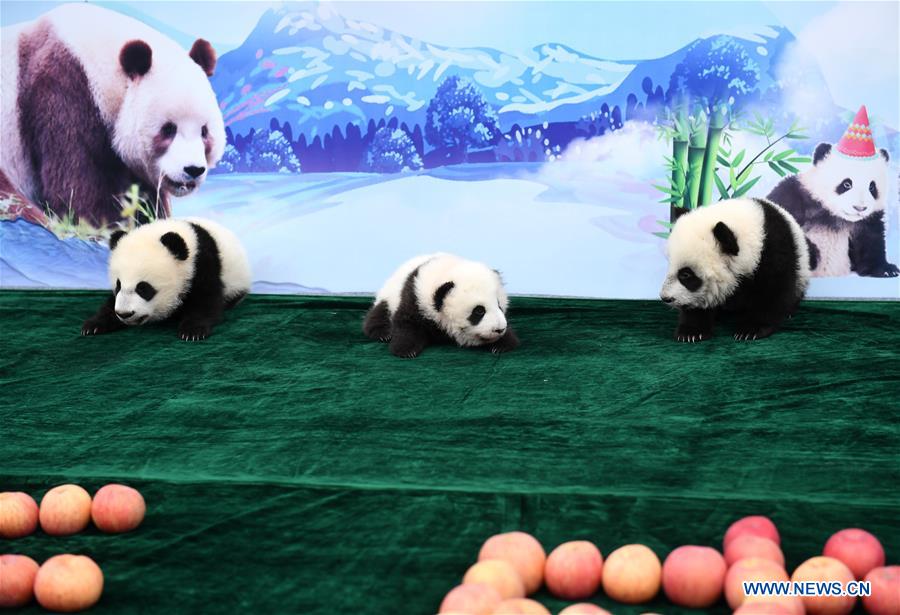 CHINA-SHAANXI-GIANT PANDA-FIRST APPEARANCE (CN)