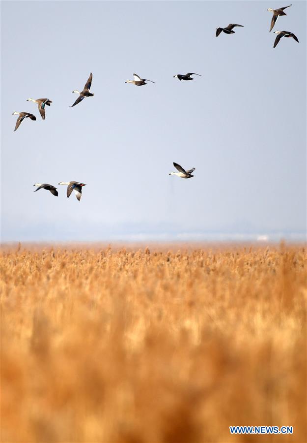 CHINA-TIANJIN-MIGRATORY BIRDS (CN)