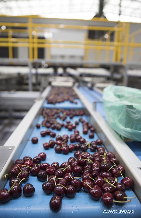 AUSTRALIA-YOUNG-CHERRY-EXPORT TRADE