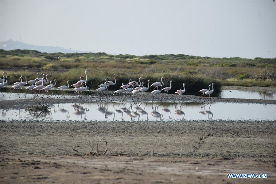 YEMEN-ADEN-NATURE RESERVE