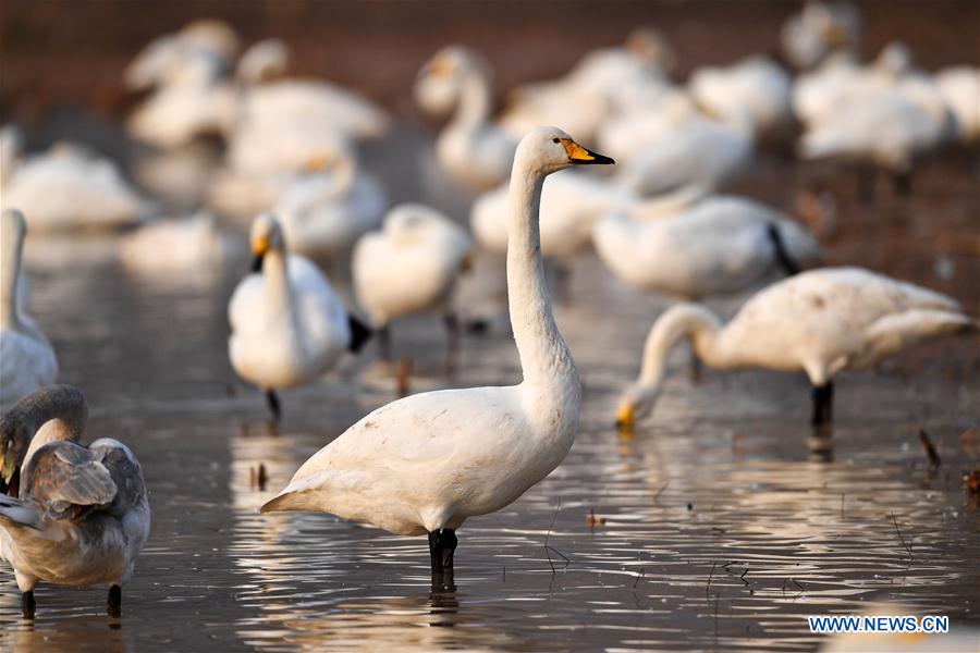 CHINA-SHANXI-WILD SWAN-WINTER HABITAT (CN)