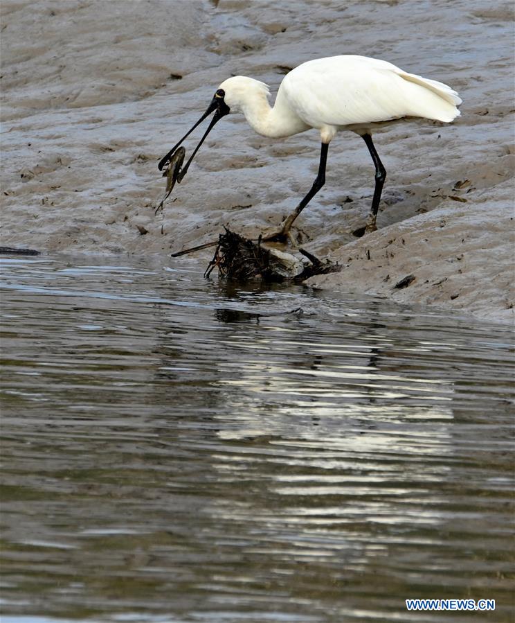 CHINA-FUJIAN-CHANGLE-ESTUARINE WETLANDS-BIRDS (CN)