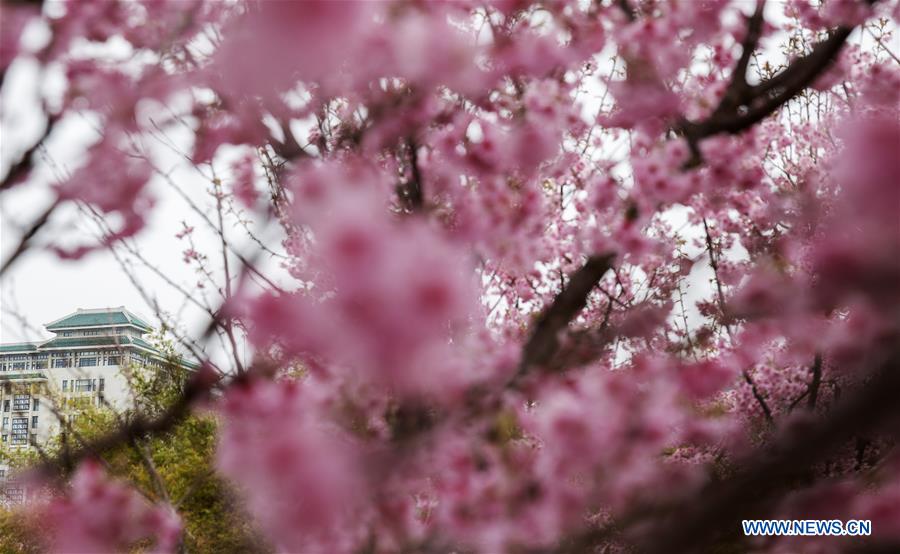 CHINA-WUHAN-CHERRY BLOSSOMS (CN)