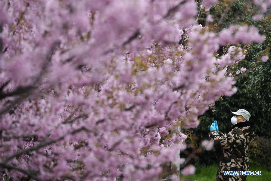 CHINA-WUHAN-CHERRY BLOSSOMS (CN)