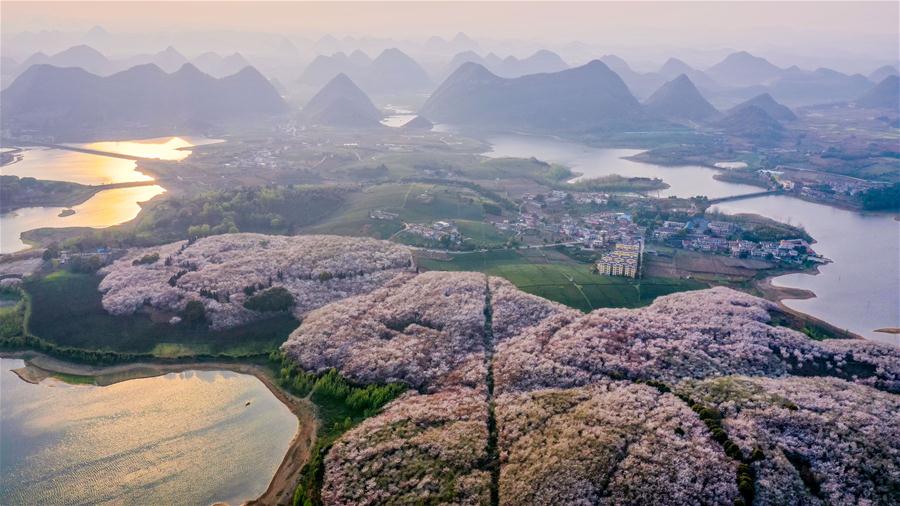 CHINA-GUIZHOU-GUIAN-CHERRY BLOSSOMS (CN)