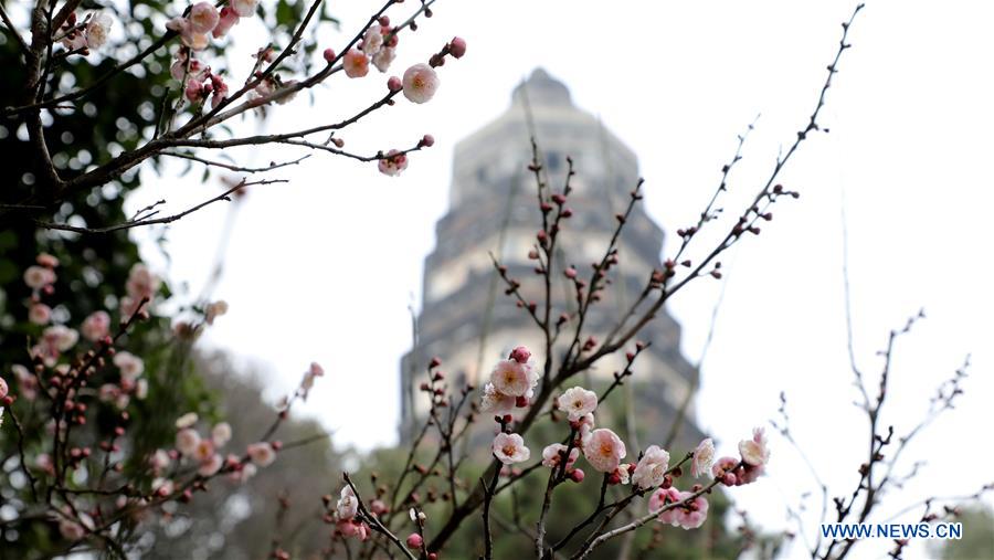 #CHINA-PLUM FLOWERS (CN)