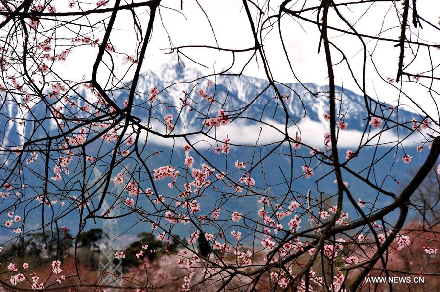 CHINA-BOMI-PEACH BLOSSOMS (CN)