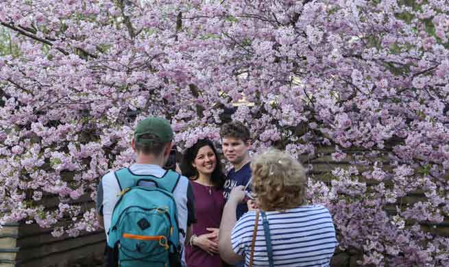 12th Cherry Blossom Festival held in eastern Berlin, Germany