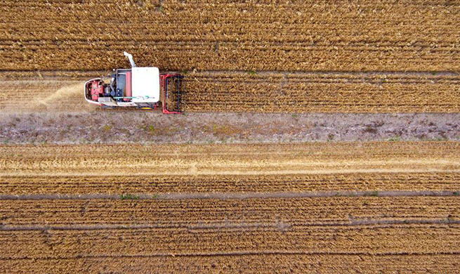 Wheat harvest view in China's Shanxi