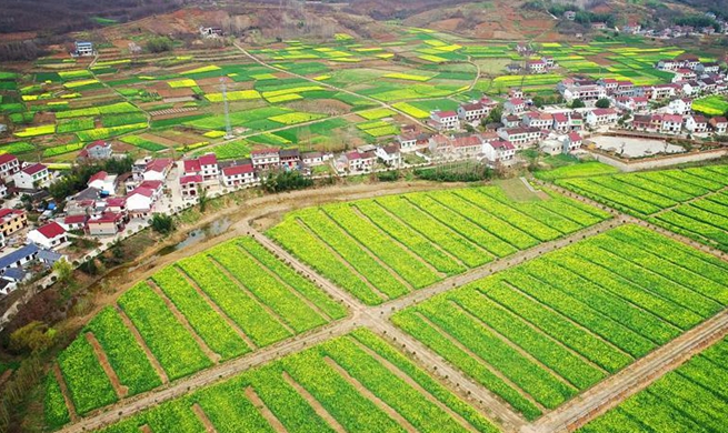 Blossom of cole flowers heralds arrival of spring in NW China's Shaanxi