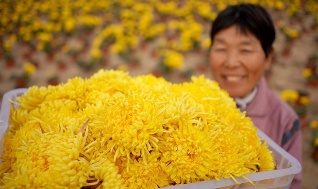 Chrysanthemum planting industry boosts locals' income in China's Hebei