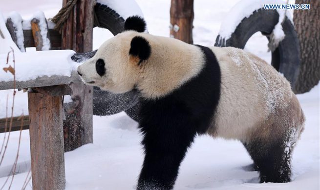 Giant panda enjoys itself outside panda hall after snow in Changchun