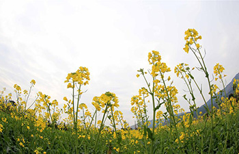 Flowers blossom at day of "Lichun" across China