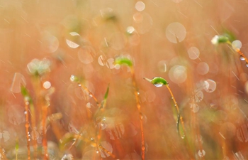 In pics: fresh grass in rain beside Longquan lake in E China's Jiangsu