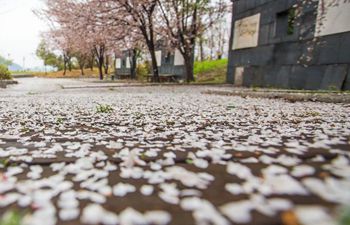 Embrace spring with blooming cherry blossoms