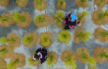 Rice harvested in S China's Guangxi