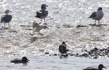 Wetland park in NW China sees flock of migratory birds