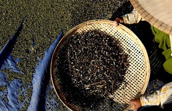 People harvest mung beans in Mawlamyine Township, Myanmar