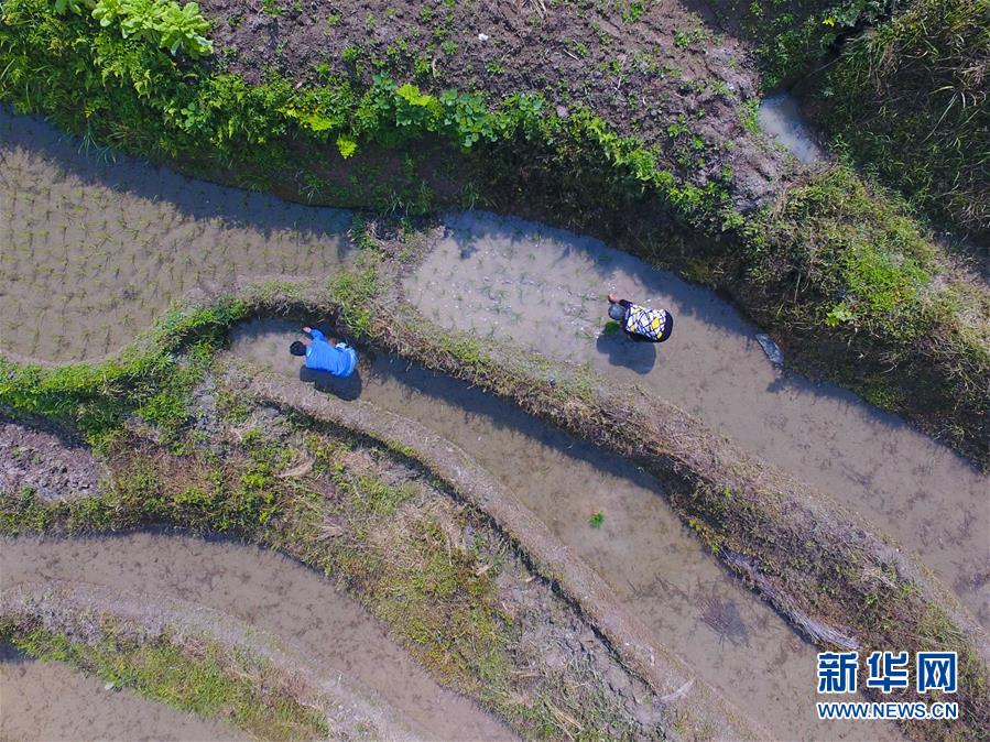 （社会）（2）湖南紫鹊界：初夏梯田劳作忙