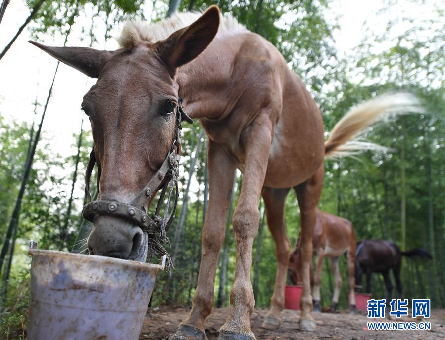 （决战决胜脱贫攻坚·图文互动）（2）老余卖骡子