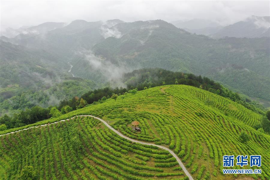 （走向我们的小康生活·图文互动）（8）绿了青山，红了日子——秦巴山区群众绘出小康“调色板”