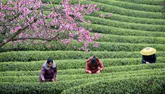 贵州余庆：抢采“明前茶”