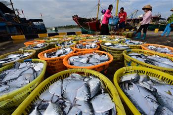 海南瓊海：秋來(lái)捕撈忙