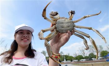 苏州：阳澄湖大闸蟹试捕