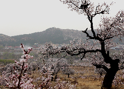 百年杏樹(shù)